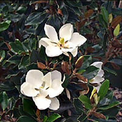 Magnolia Little Gems